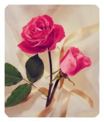 286 DF35-508-PK Ribbon and Rose Pink